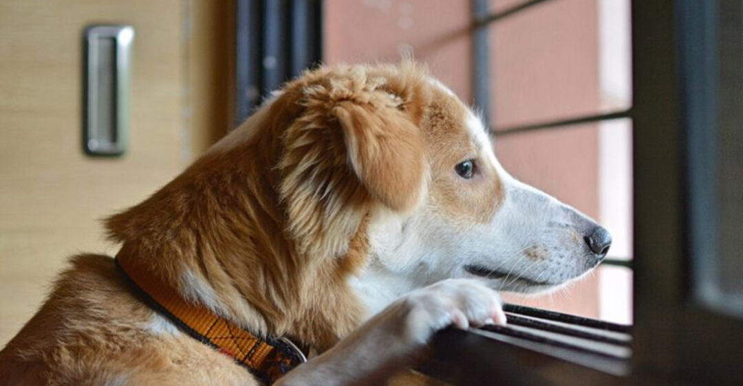 14 Separation Anxiety Solutions Every Dog Owner Should Know - Separation Anxiety Dog Shaking And Panting When Owner Is Away From Work