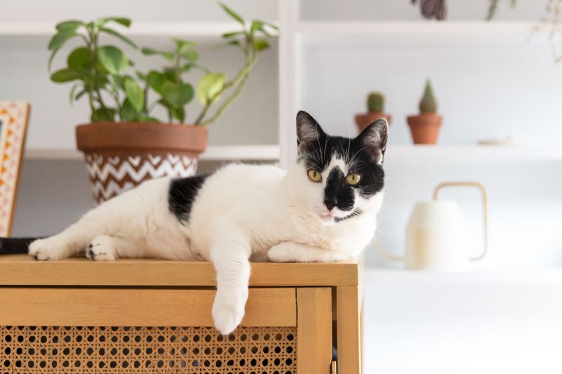 Your Cat Has Multiple Favorite Spots To Lounge