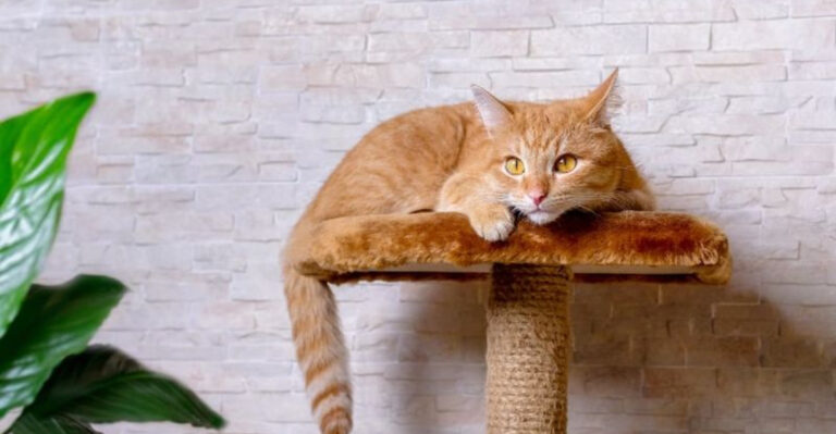 14 Signs You’ve Accidentally Created A Cat-Friendly Home