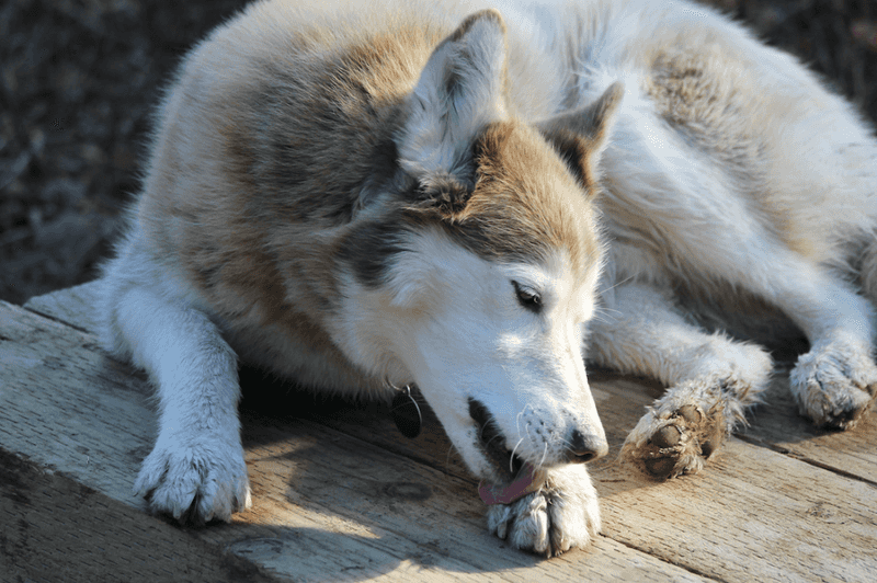 Excessive Licking Of Paws