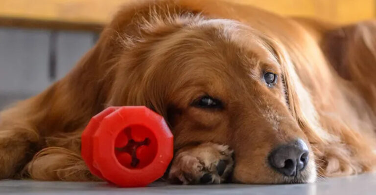 14 Small Acts That Show Your Pet Is Saying ‘Thank You’ Before The End