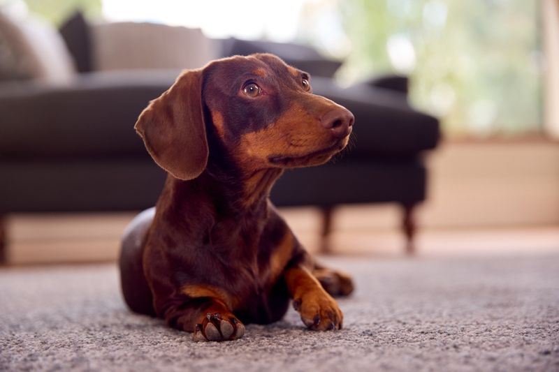 Dachshunds: The Stubborn Hunters