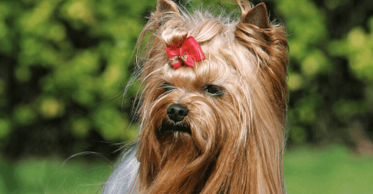 14 Small Dog Breeds That Don’t Like Other Animals In The House