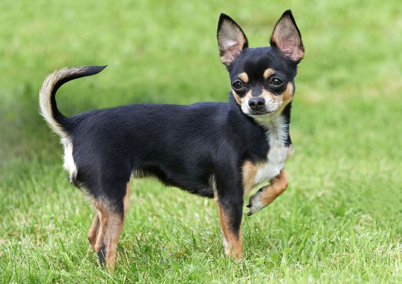 Chihuahuas: Tiny Bodies, Giant Attitudes