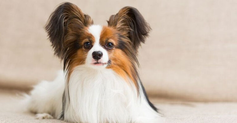 14 Small Dog Breeds Unsuitable For Families With Kids