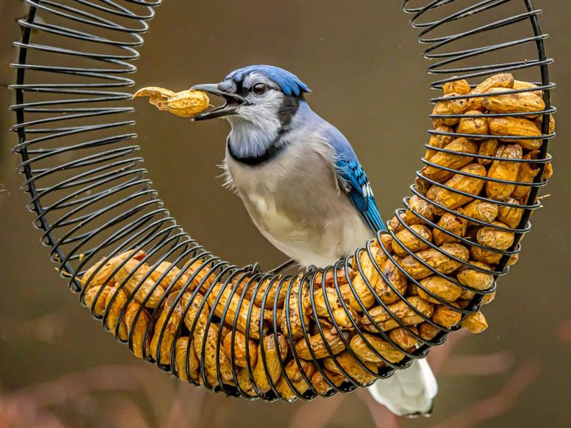 Install Bird Feeders