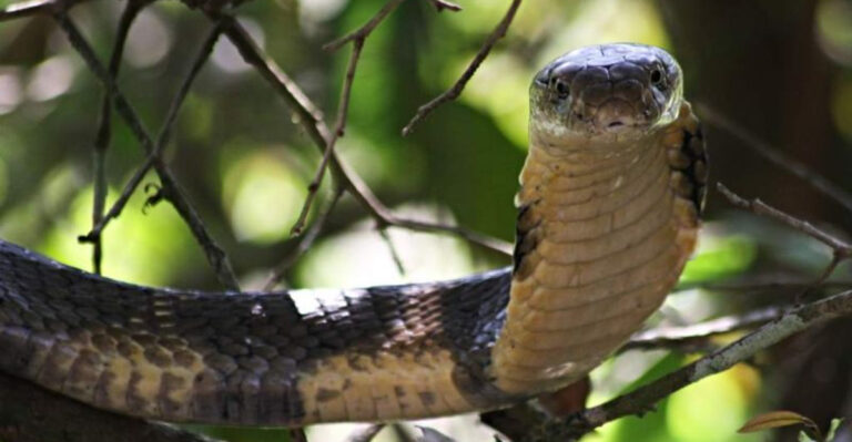 14 Snake Species That Are Surprisingly Skilled At Climbing Trees