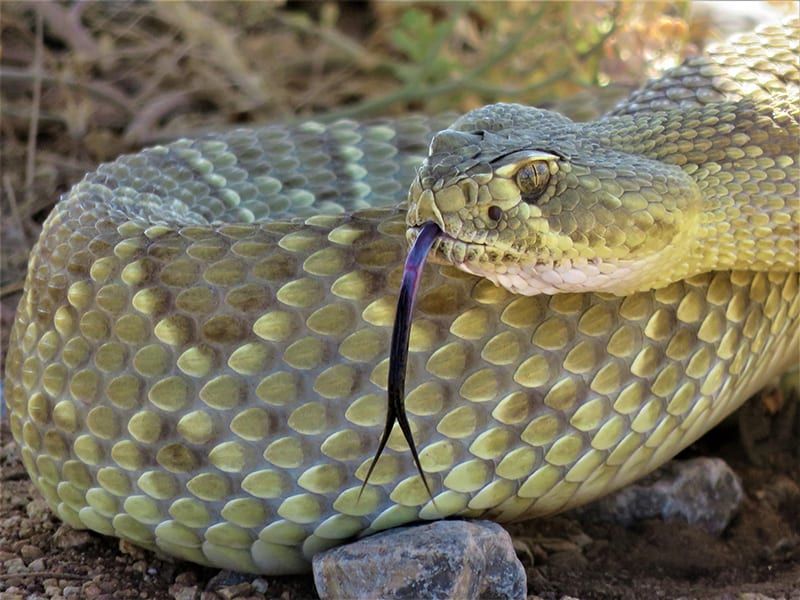 Desert Assassins: Mojave Rattlesnakes