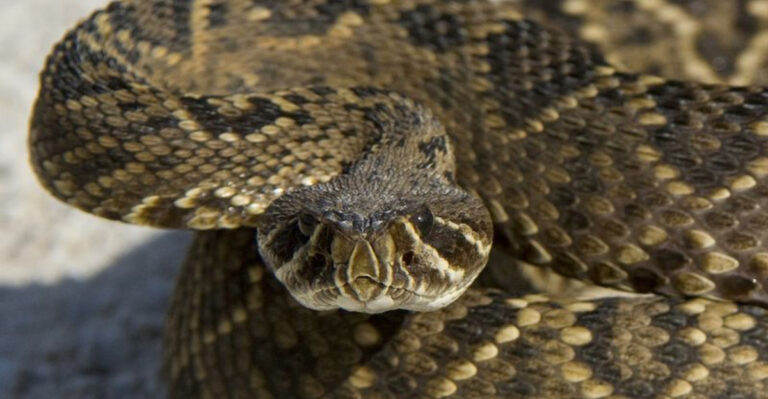 14 Snakes Lurking In North America You Don't Want To Step On