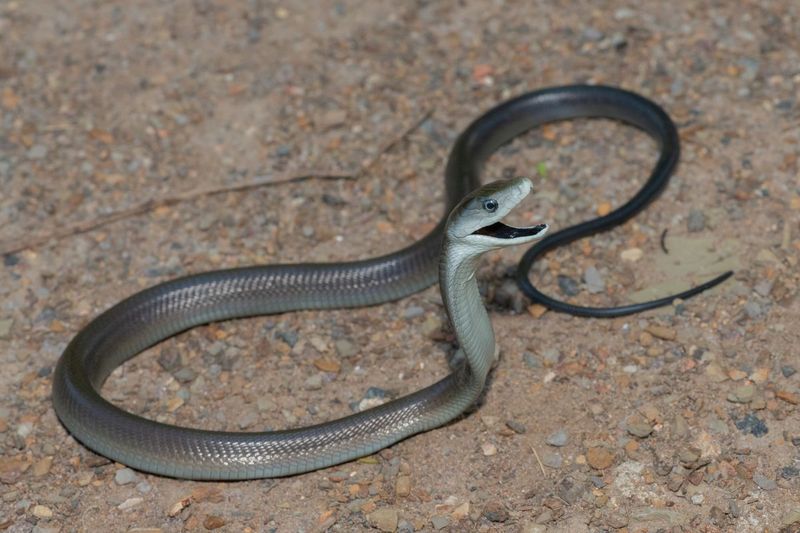 Black Mamba