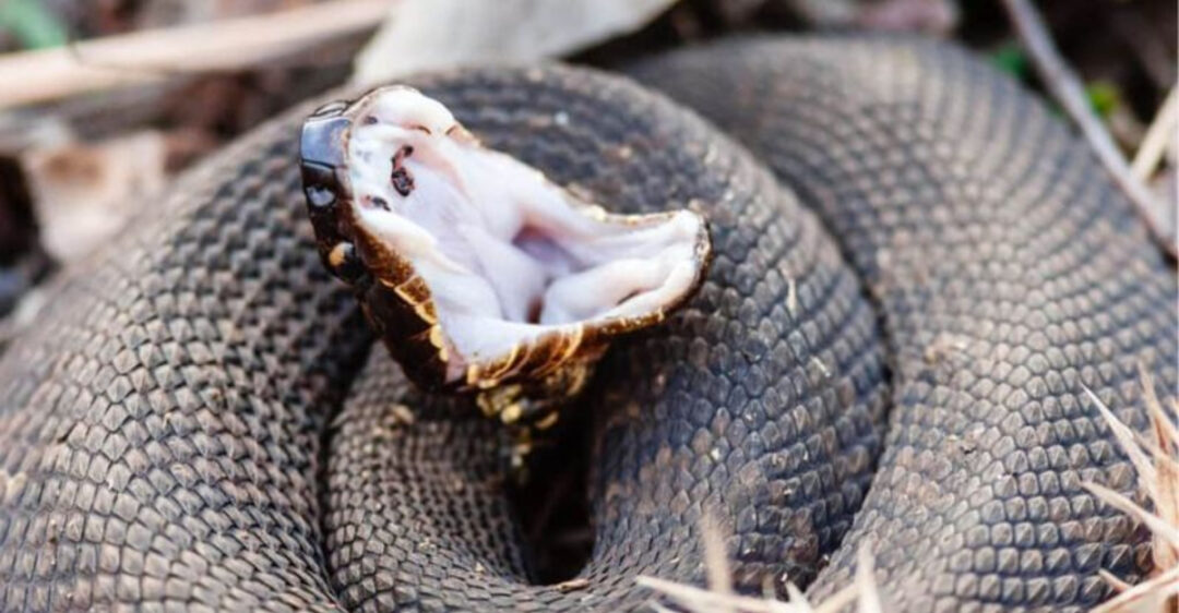 14 Snakes That Rattle, Hiss, Or Puff Up To Scare You Off