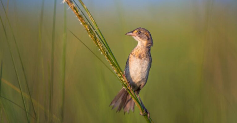 14 Species That Disappeared Because Of America's Most Severe Disasters