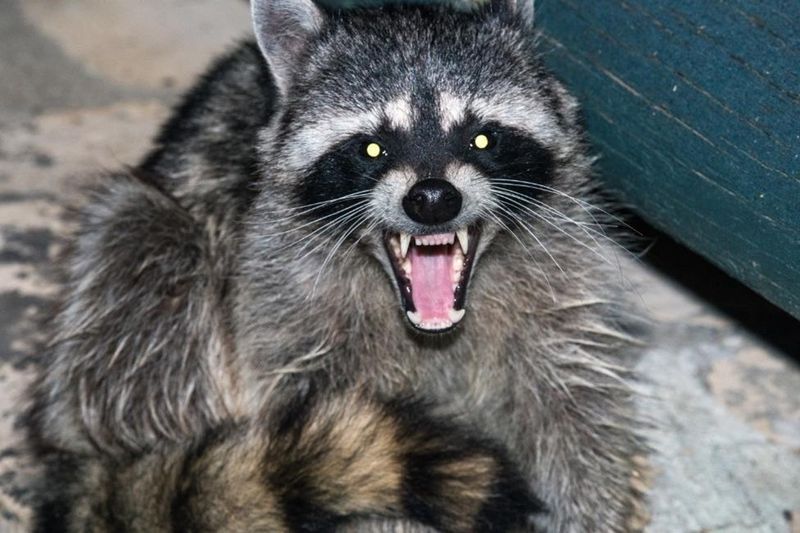 Florida's Raccoon Problem