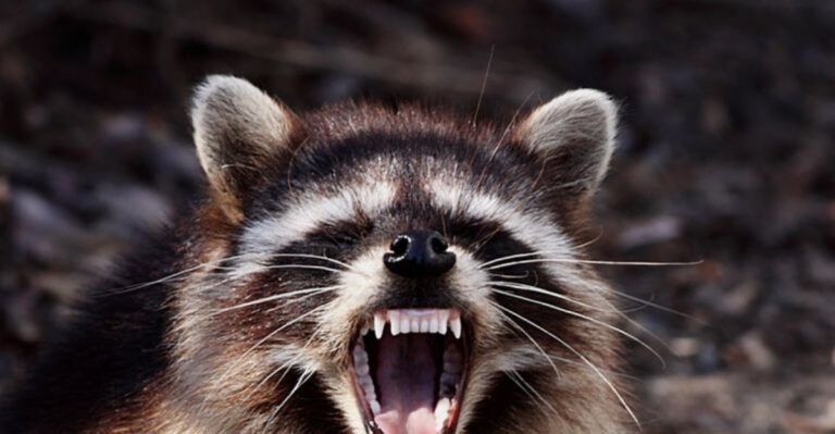 14 States Where Wildlife Bites (Raccoons, Foxes, Skunks) Are Most Common