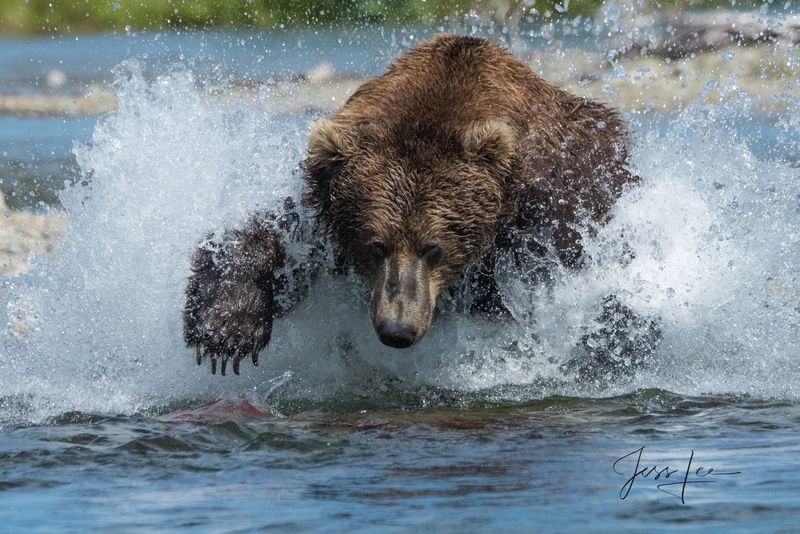 Alaska: The Bear Capital