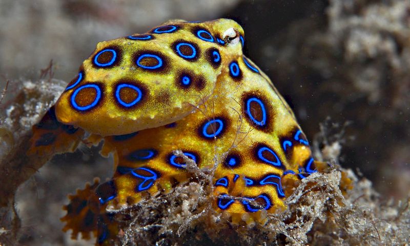 Blue-Ringed Octopus