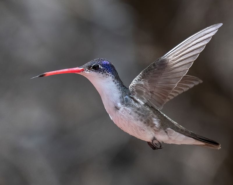 Violet-Crowned Hummingbird