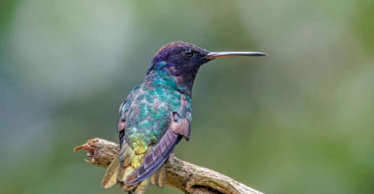 14 Stunning Hummingbird Species You Won’t Spot In U.S. Skies