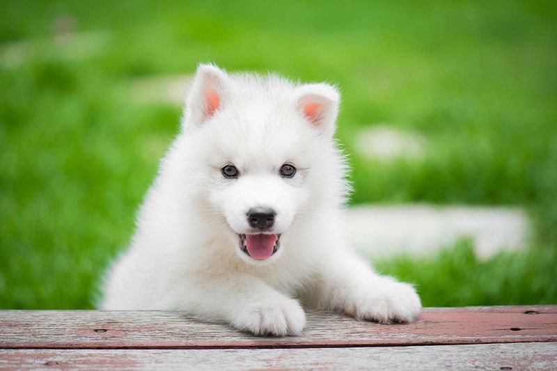 Pure White Husky
