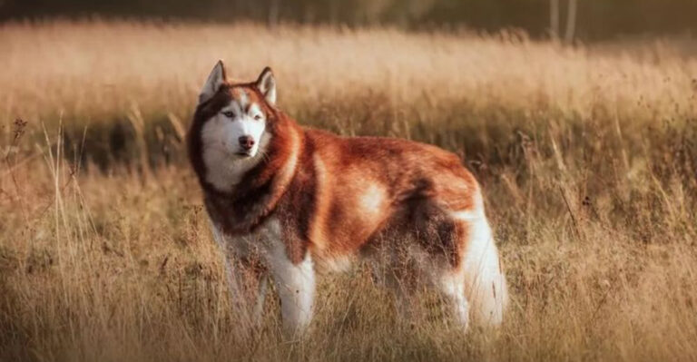 14 Stunning Husky Colors That Are Incredibly Rare