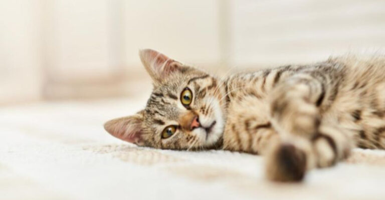 14 Subtle Cat Behavior Changes That Veterinarians Always Take Seriously