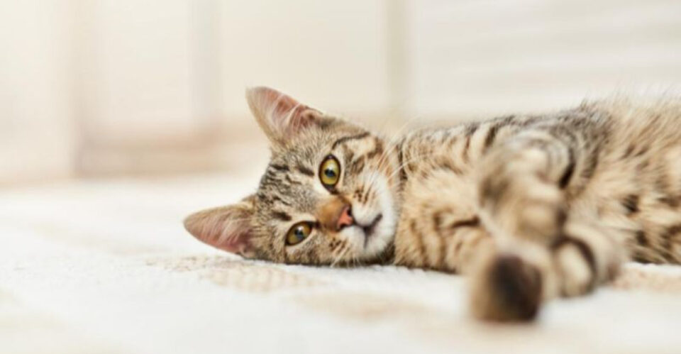 Subtle Cat 14 Subtle Cat Behavior Changes That Veterinarians Always Take Seriously