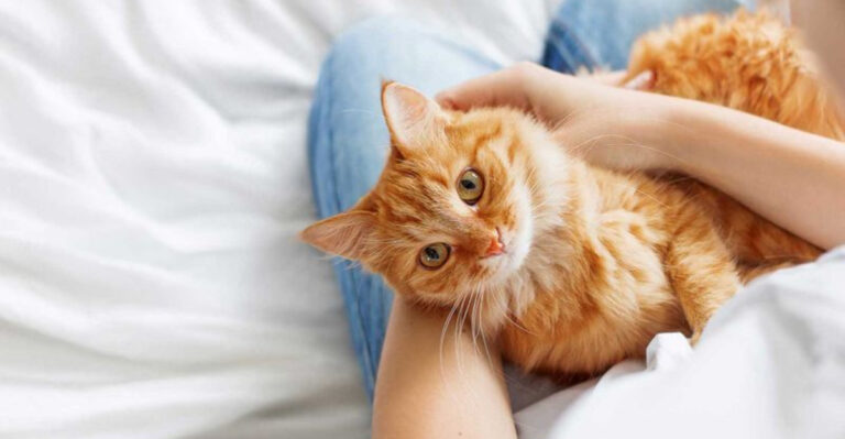 14 Subtle Shifts In Behavior That Signal Deep Cat Trust