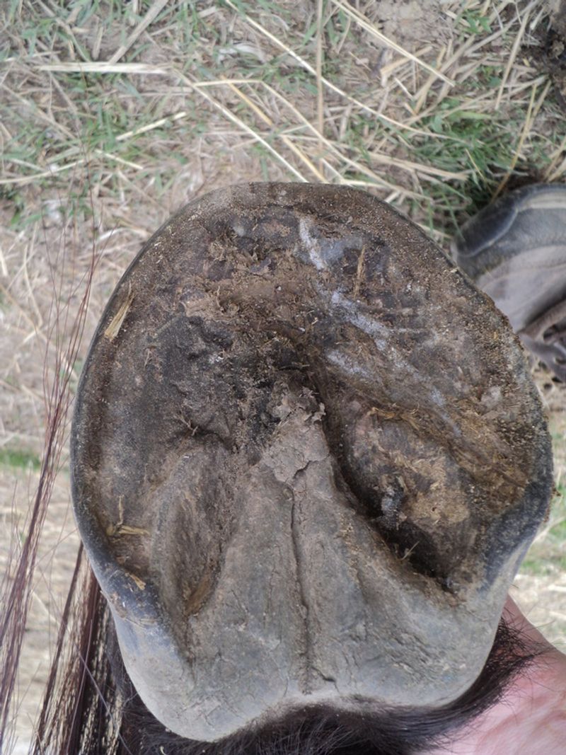 Uneven Hoof Wear