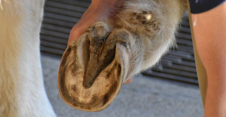 14 Subtle Signs Your Horse’s Hooves May Be In Trouble