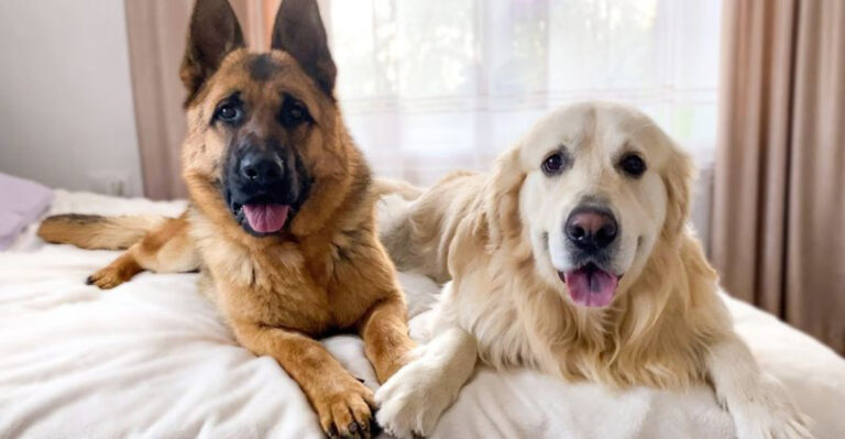 14 Surprising Insights Comparing German Shepherds And Golden Retrievers