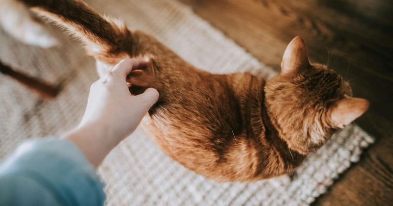 The Hand That Feeds
