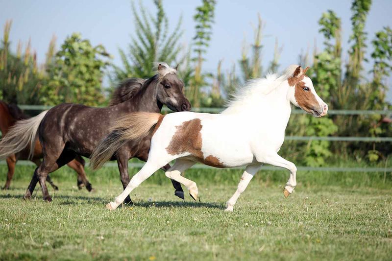 They're Not Just Tiny Horses