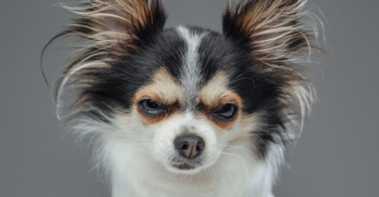 14 Things That Drive Dogs Up The Wall You Probably Thought Were Not A Big Deal