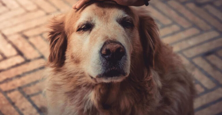 14 Things You Will Never Regret Doing In Your Dog’s Twilight Years