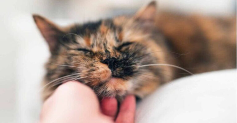 14 Things Your Cat Understands About You (That You Don’t)