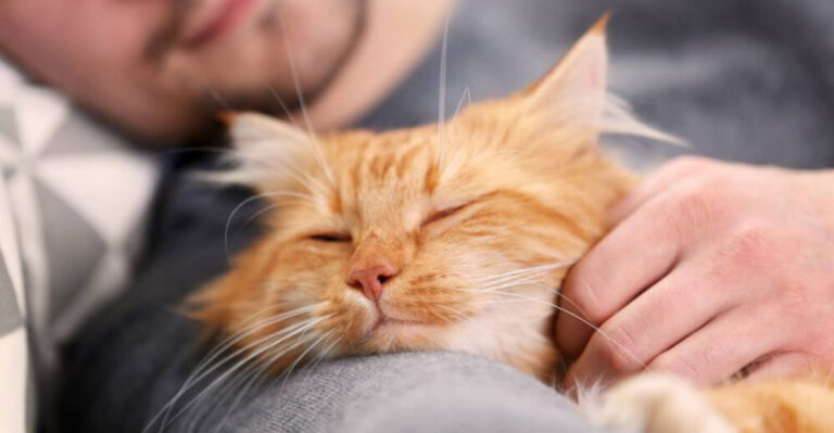 14 Times Cats Offered Comfort In Their Own Silent Way
