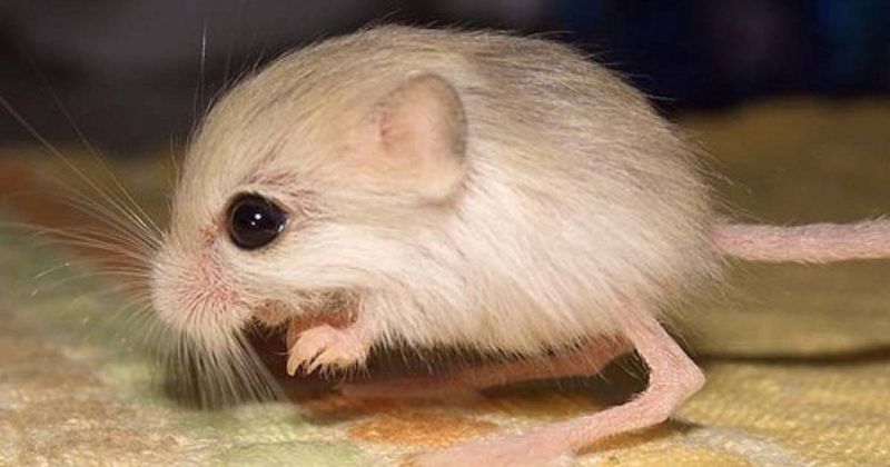 Baluchistan Pygmy Jerboa: The Hopping Cotton Ball