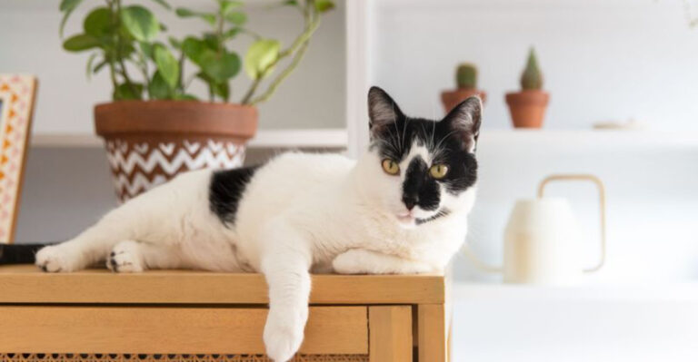 14 Tiny Reassurances That Make A Big Impact On Cats
