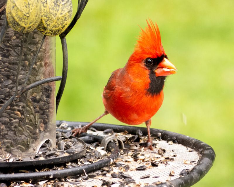 The Seed-Cracking Champion
