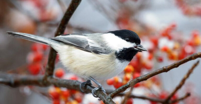 14 U.S. Backyard Birds That Can't Resist Your Bird Feeder (Admire, Don't Adopt!)