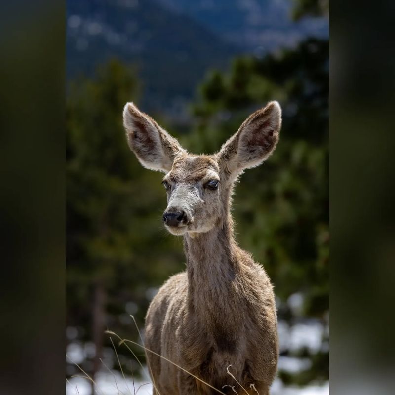 Distinctive Ears
