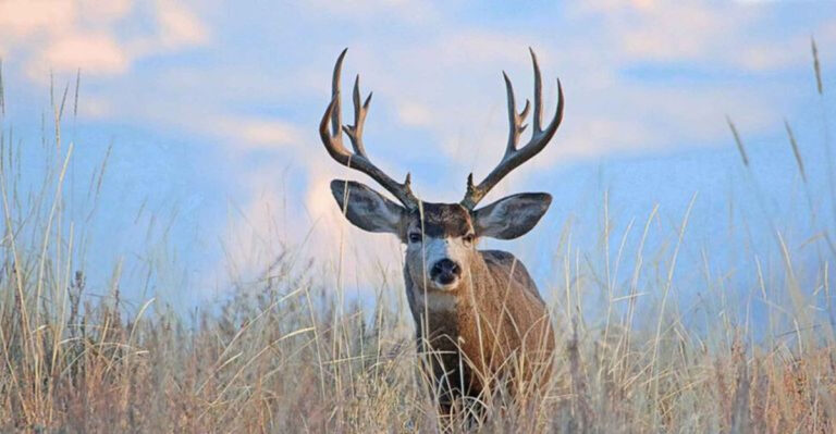14 Unique Traits That Make Mule Deer Stand Out From Their Relatives
