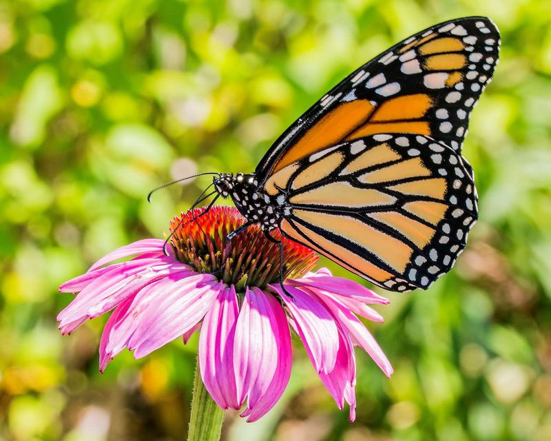 Purple Coneflower (Echinacea)