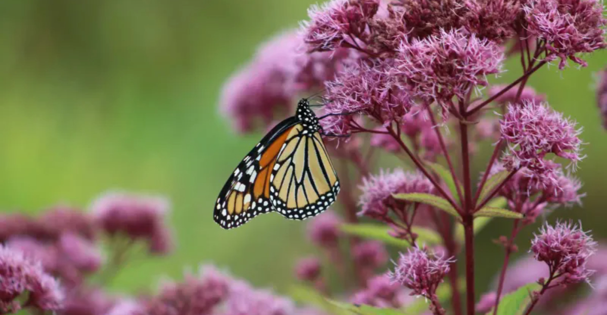 14 Vibrant Summer Flowers That Will Attract Butterflies To Your Garden