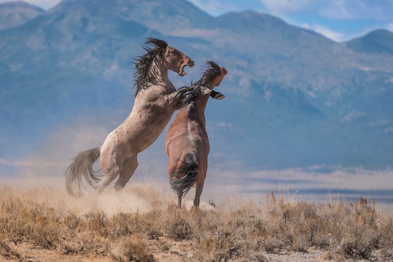 The Endurance Of Wild Horses In The American West