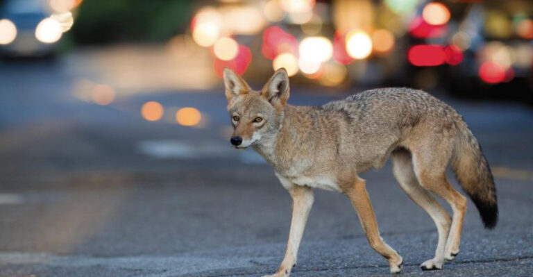 14 Ways Coyotes Are Adapting To Cities And Why They Shouldn't Be Pets