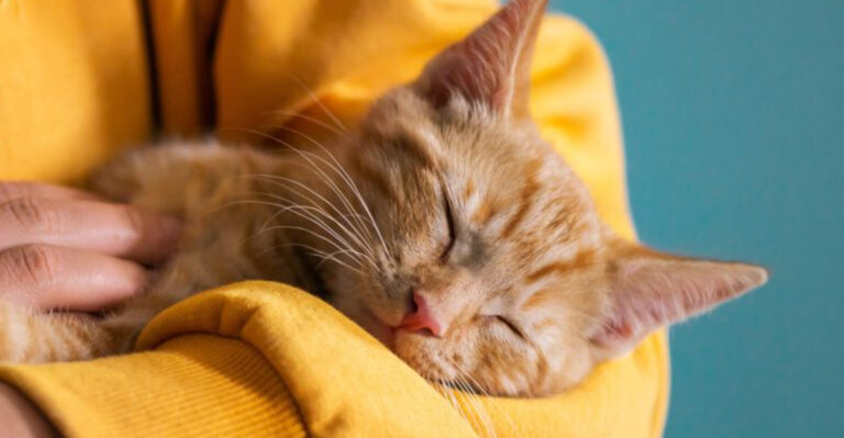 14 Ways Living With A Cat Brings Peace And Joy