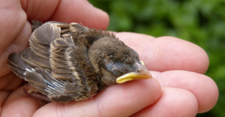 14 Ways To Protect Baby Birds During Nesting Season
