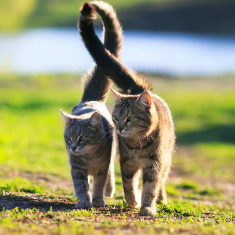 Tail Position Speaks Volumes