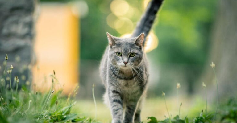 14 Ways To Read Emotional Stability In Your Cat’s Behavior